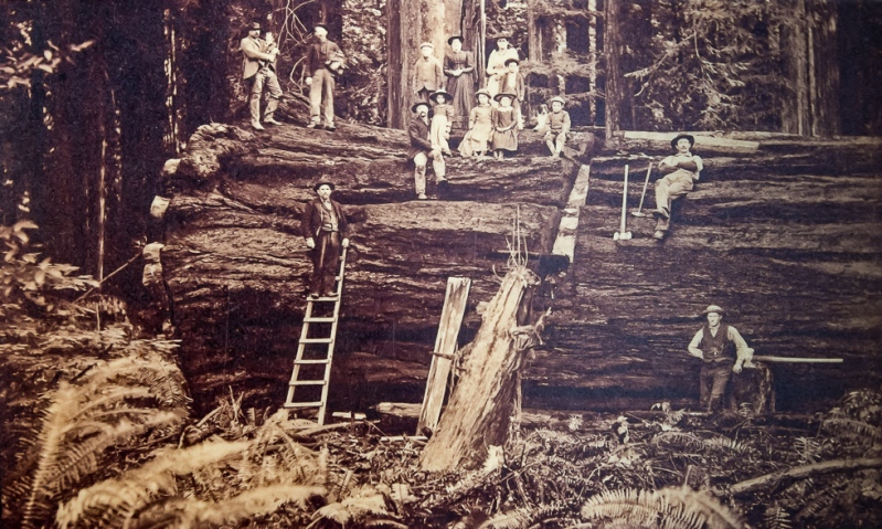 Redwood Logging in Mendoncino | Jazzersten's HDR Blog